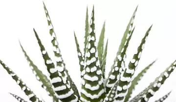 Zum Vergrößern klicken Bildvorschau