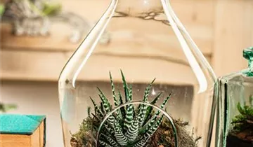 Zum Vergrößern klicken Bildvorschau