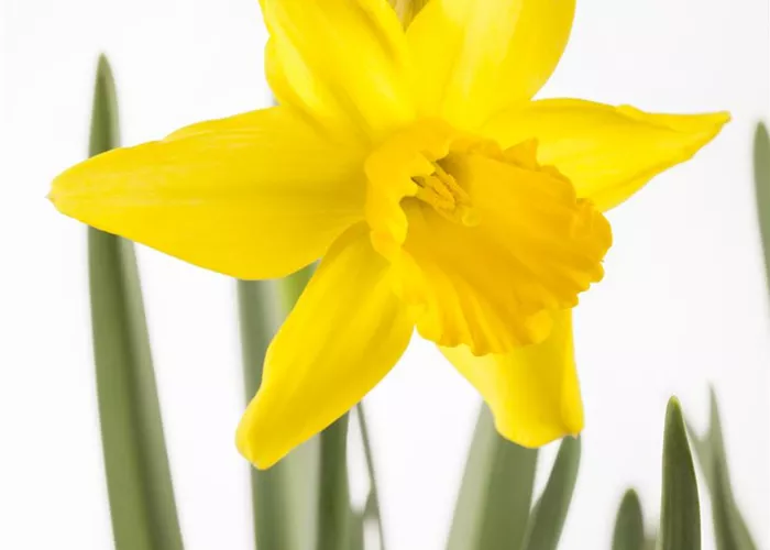 Osterglocken allein in die Vase...