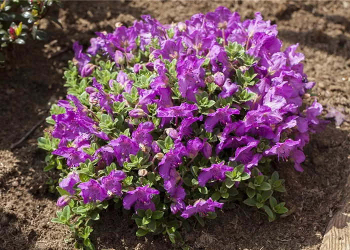 Rhododendren pflanzen