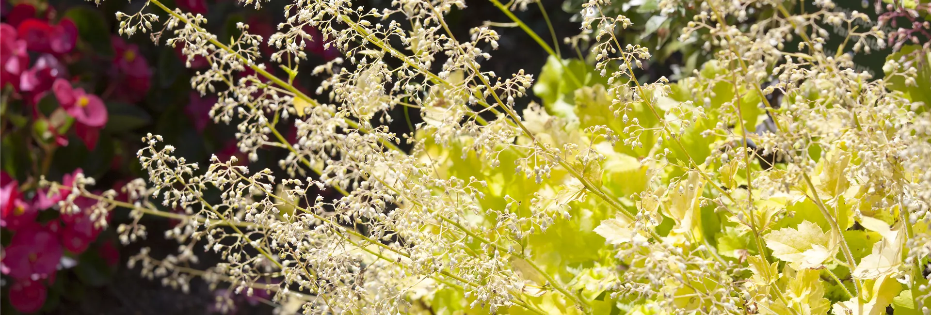 1A Garten Hopp Ihr Gartencenter aus KehlBodersweier