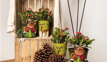 Zum Vergrößern klicken Bildvorschau