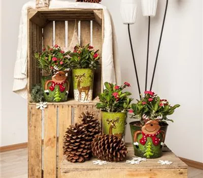 Euphorbia milii Euphorbia milii