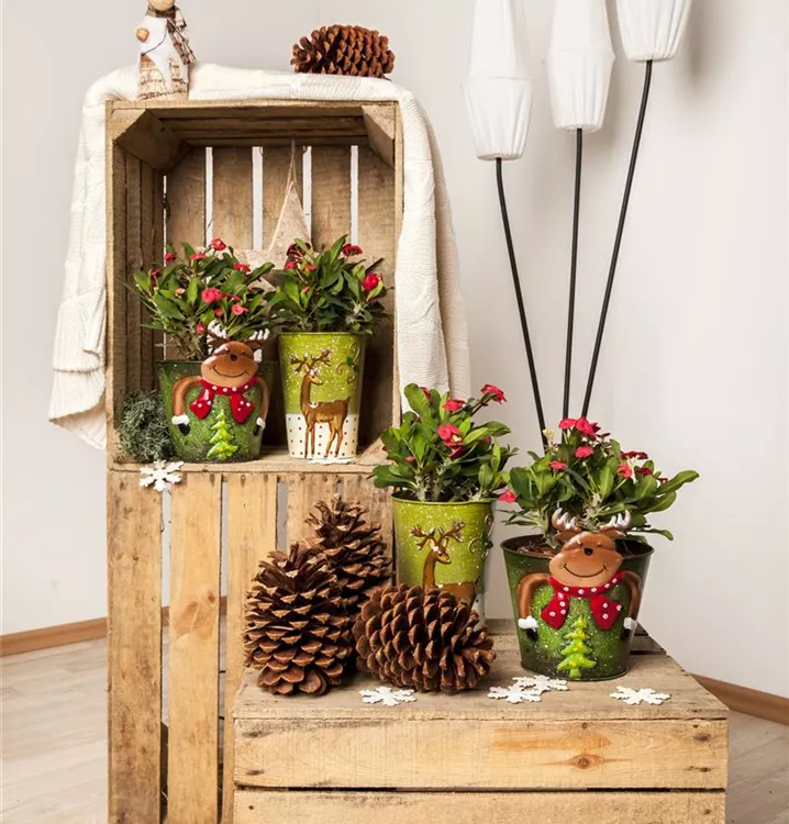 Christusdorn Christusdorn