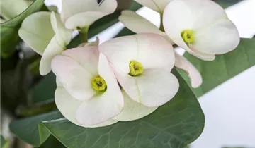 Zum Vergrößern klicken Bildvorschau