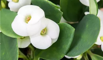 Zum Vergrößern klicken Bildvorschau