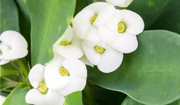 Zum Vergrößern klicken Bildvorschau