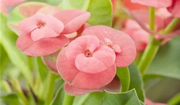 Zum Vergrößern klicken Bildvorschau