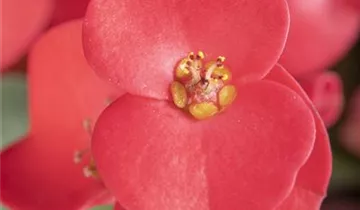 Zum Vergrößern klicken Bildvorschau