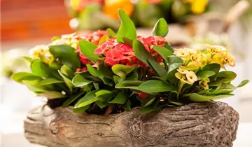 Zum Vergrößern klicken Bildvorschau