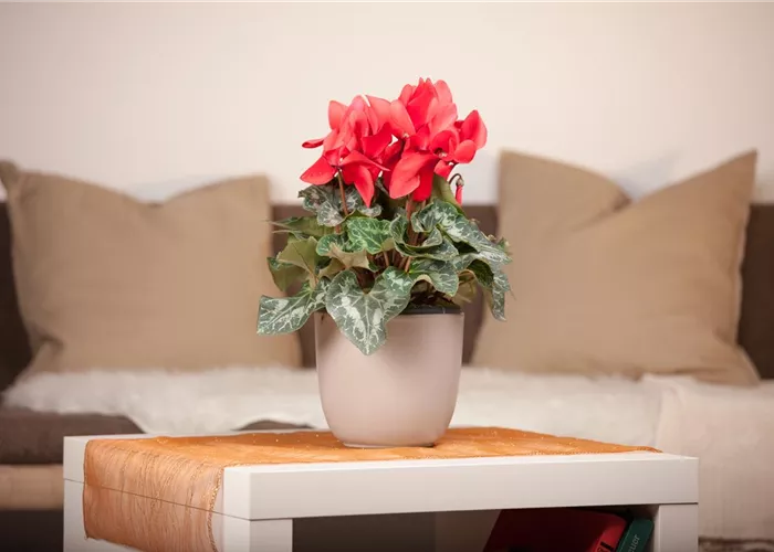 Alpenveilchen richtig pflegen