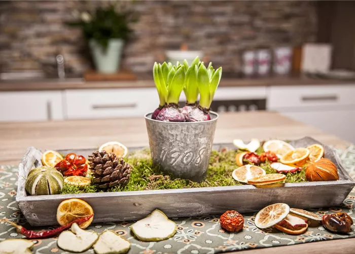 Hyazinthen zu Weihnachten