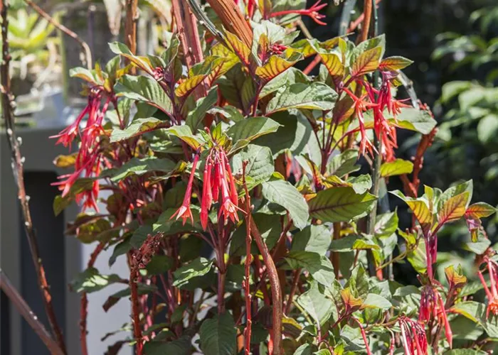 Winterschlaf für Geranien und Fuchsien Winterschlaf für Geranien und Fuchsien