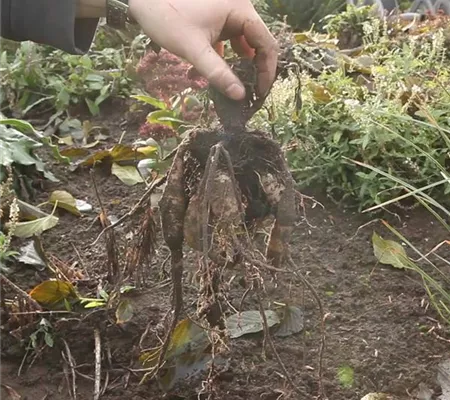 Diese Arbeiten sind jetzt im Garten noch nötig Diese Arbeiten sind jetzt im Garten noch nötig