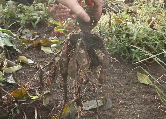 Diese Arbeiten sind jetzt im Garten noch nötig Diese Arbeiten sind jetzt im Garten noch nötig