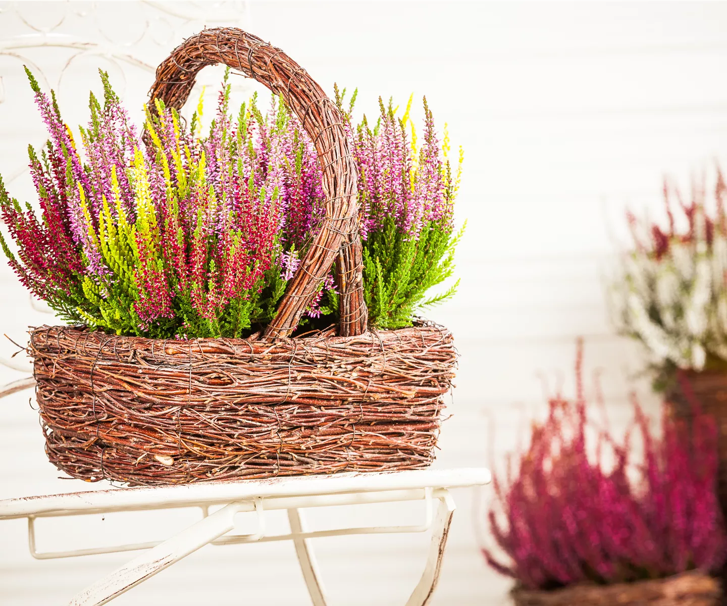 Den Herbst mit Heide und Chrysanthemen auf den Balkon holen Den Herbst mit Heide und Chrysanthemen auf den Balkon holen