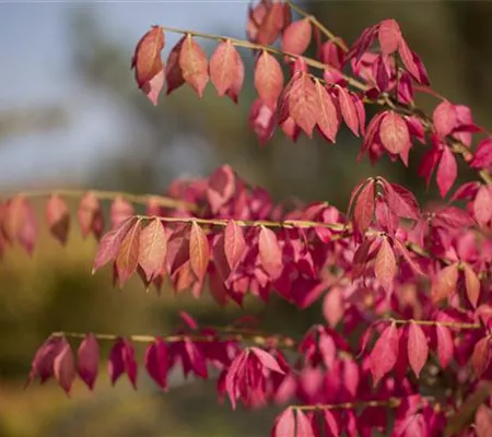 Was tun mit dem Herbstlaub? Was tun mit dem Herbstlaub?