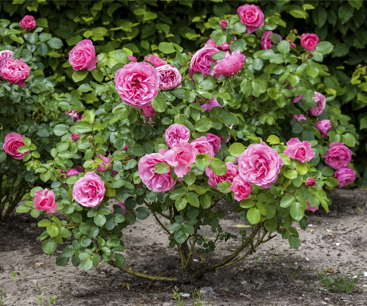 Weniger ist mehr: Rosen durch die richtige Düngung fit für den Winter machen